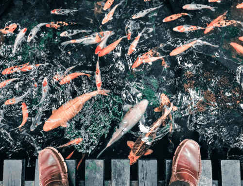 Holistic Nutrionist Sandra Millward Serves Up Fish Benefits